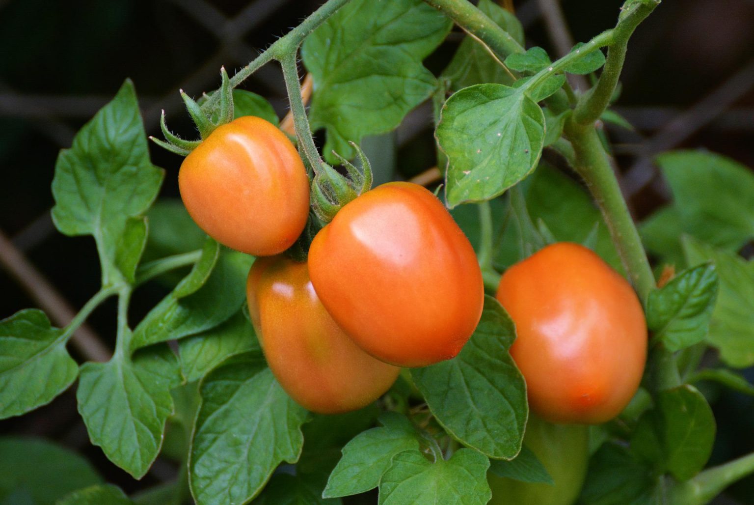 Що посадити поруч із помідорами, щоб забути про шкідників та збирати солідний урожай
