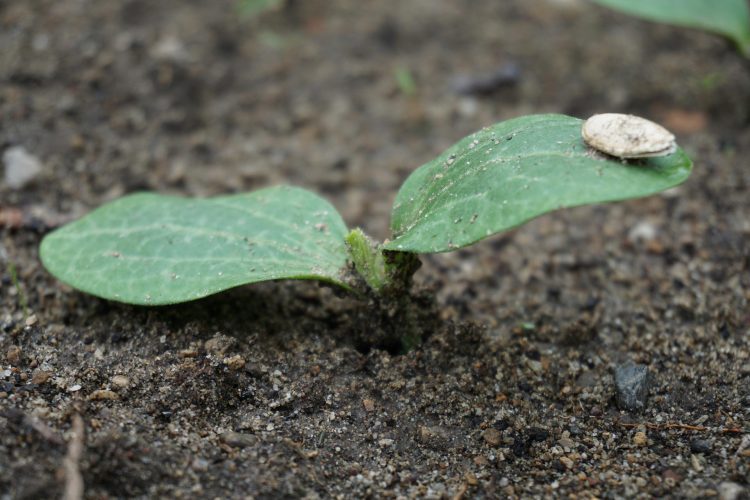 Коли можна висаджувати кабачки у відкритий ґрунт: поради дачникам