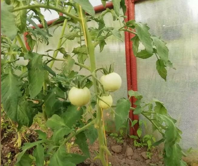 Що потрібно зробити з помідорами у липні: поради для гарного врожаю