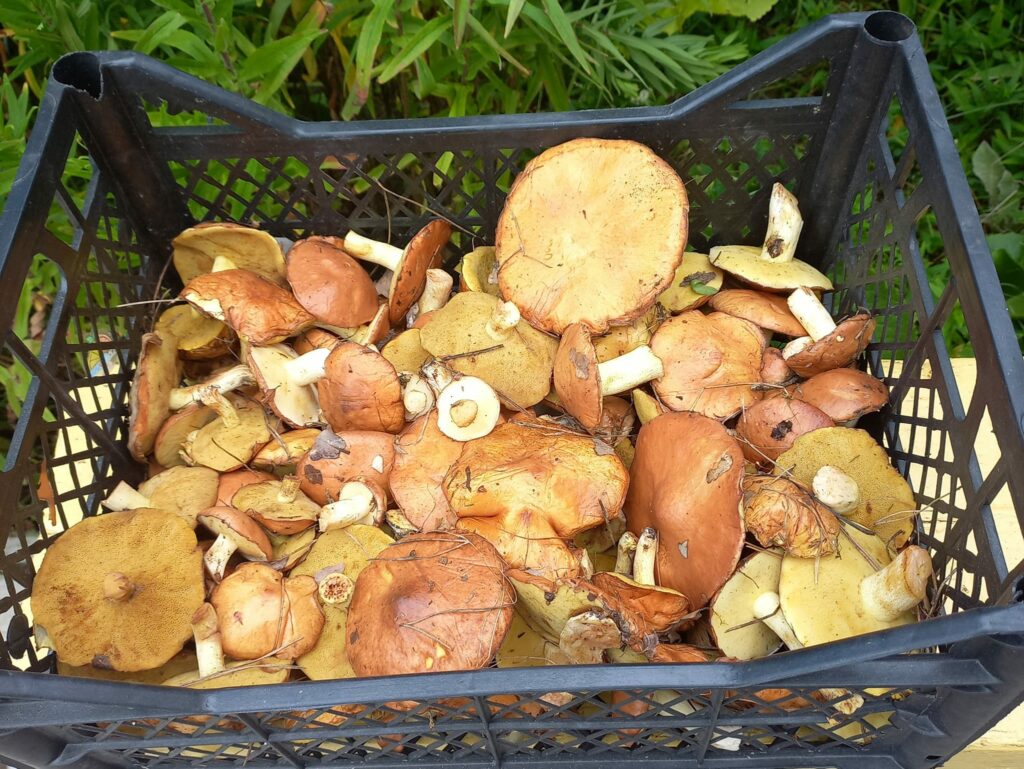 16 червня - Лук'янов день: прикмети, традиції, що можна і не можна робити в цей день