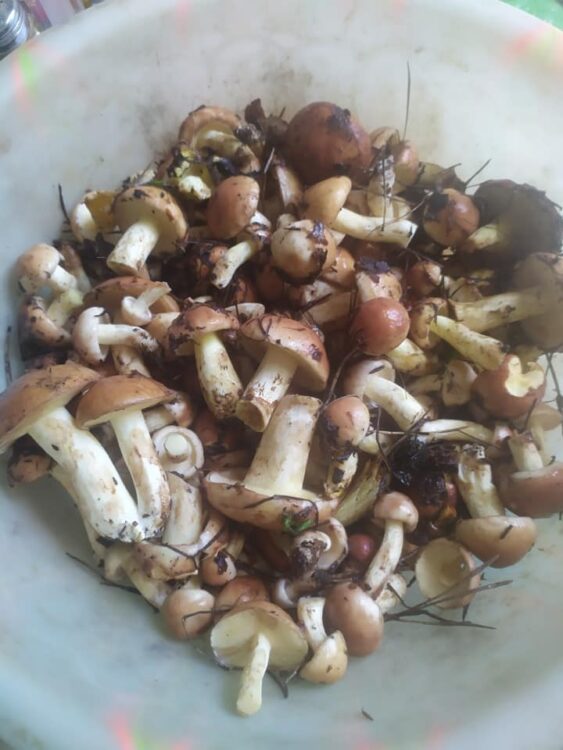 На Дніпропетровщини грибний сезон в розпалі: як правильно збирати гриби, щоб не отруїтися
