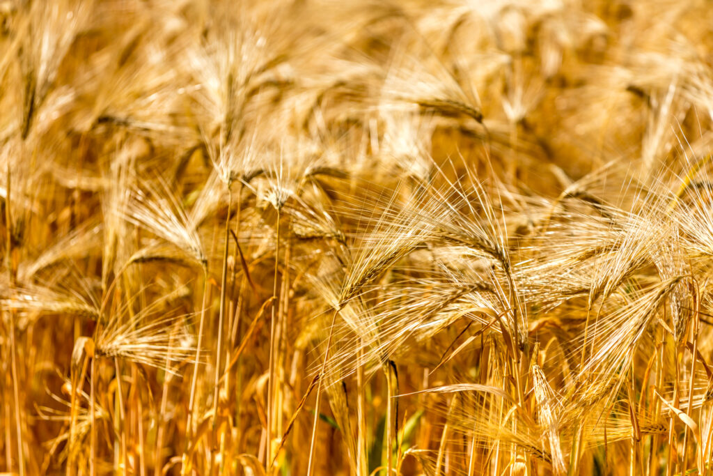 Аграрії Дніпропетровщини зібрали перший мільйон тонн зерна Аграрії Дніпропетровщини зібрали перший мільйон тонн зерна