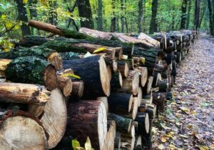 На Дніпропетровщині розгорівся екологічний скандал: рубають дерева (Відео)