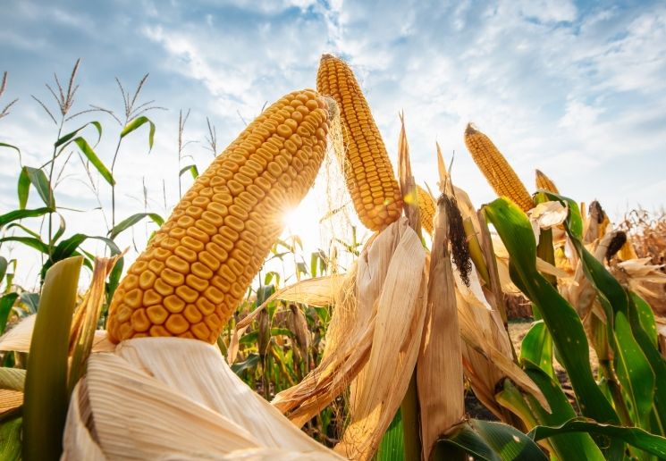 15 тис мішків насіння кукурудзи: аграрії Дніпропетровщини отримають допомогу