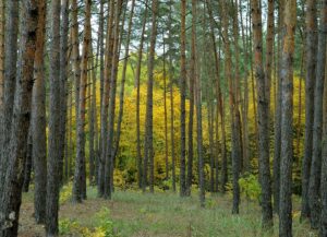 На Дніпропетровщині знайшли тіло хатньої робітниці з 17 ножовими пораненнями