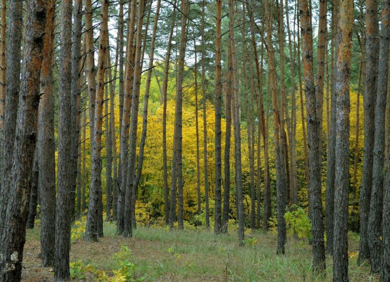 На Дніпропетровщині знайшли тіло хатньої робітниці з 17 ножовими пораненнями