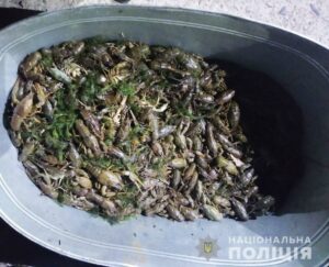 На Дніпропетровщині затримали чоловіків, які виловили майже 1200 раків