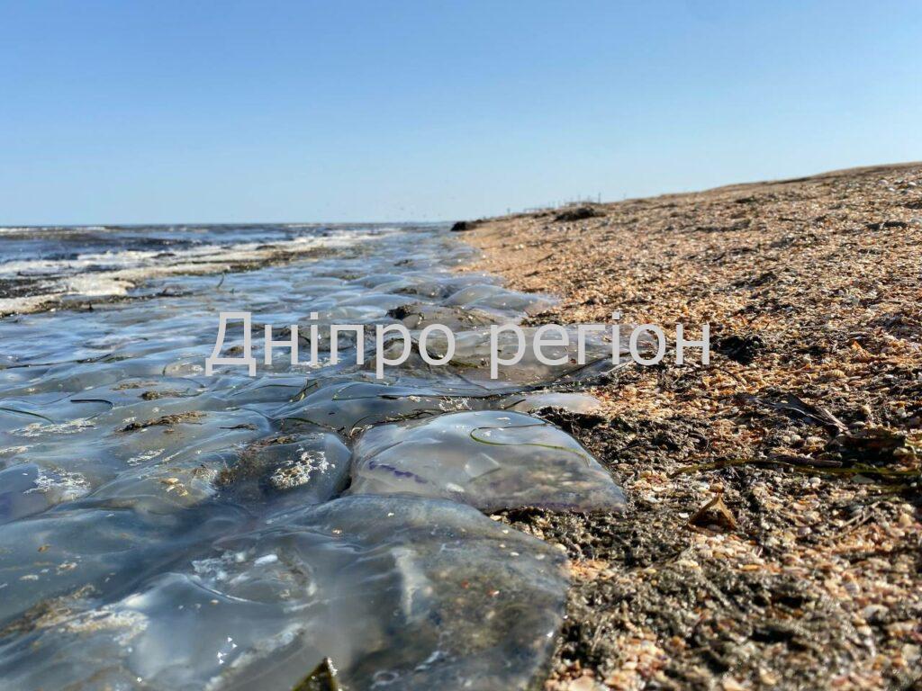 Арабатську Стрілку окупували медузи: море перетворилося на желе (Відео) Медузи на Арабатській Стрілці 2022
