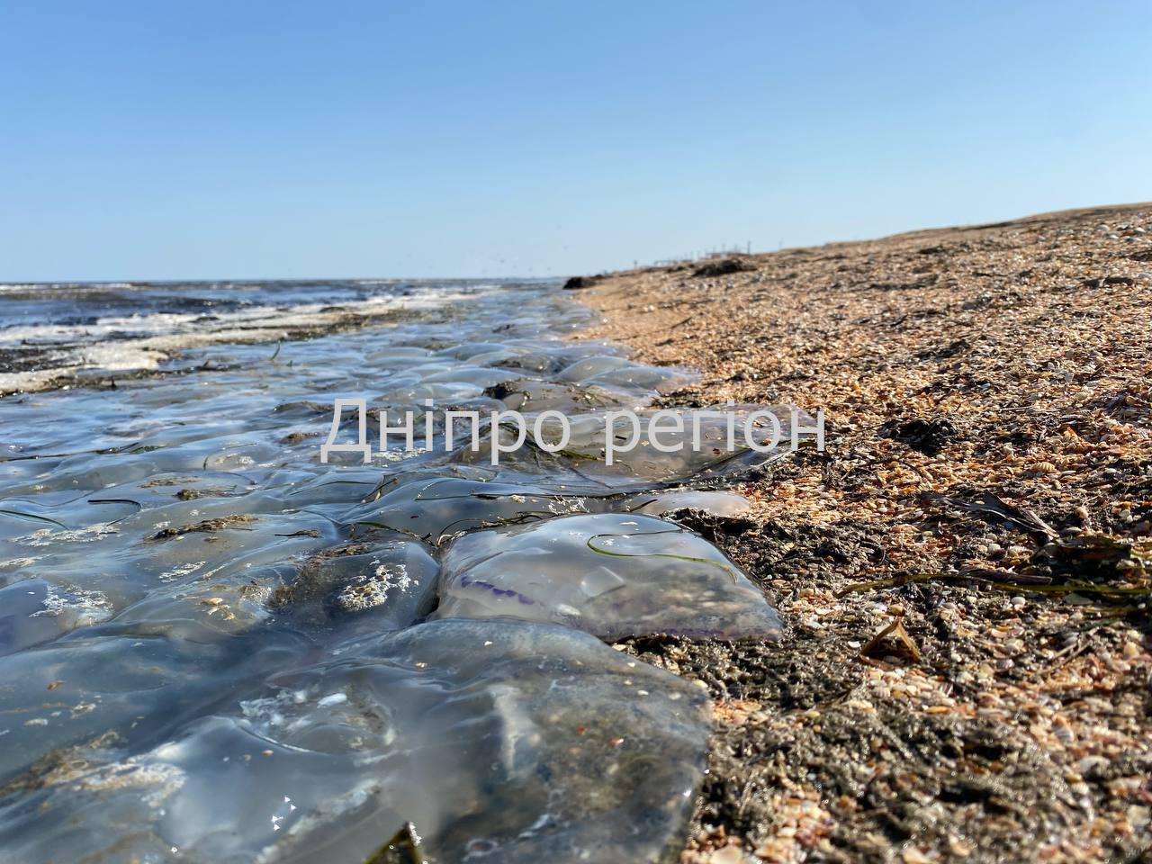 Медузи на Арабатській Стрілці 2022