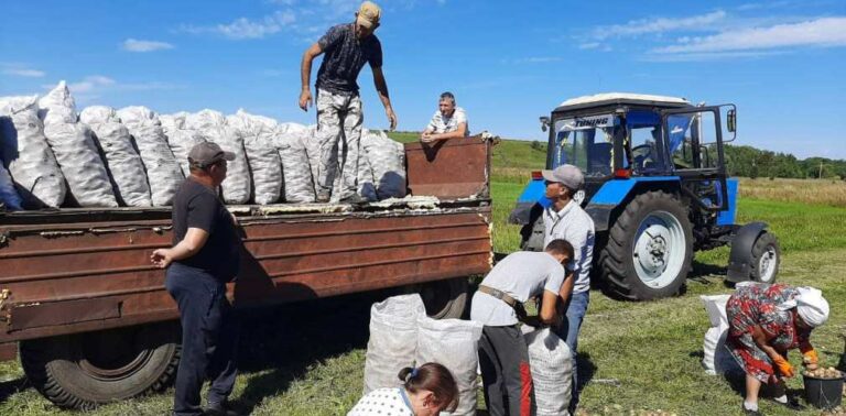 І це лише початок: під Дніпром у "Садах Перемоги" зібрали перші 15 тонн картоплі