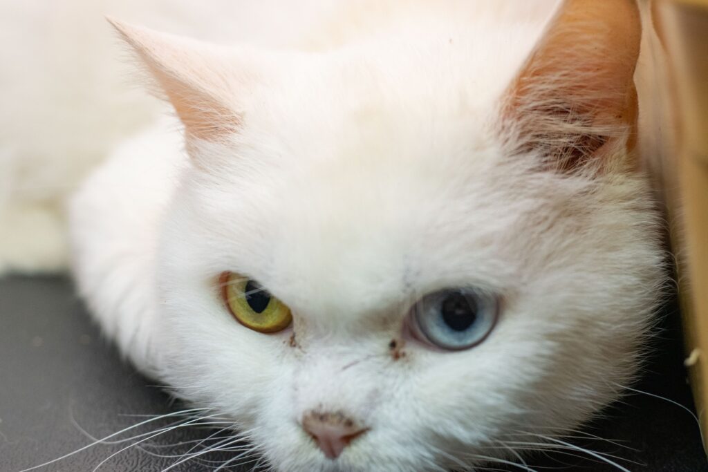 У Дніпрі котик на прізвисько Патріот терміново шукає родину