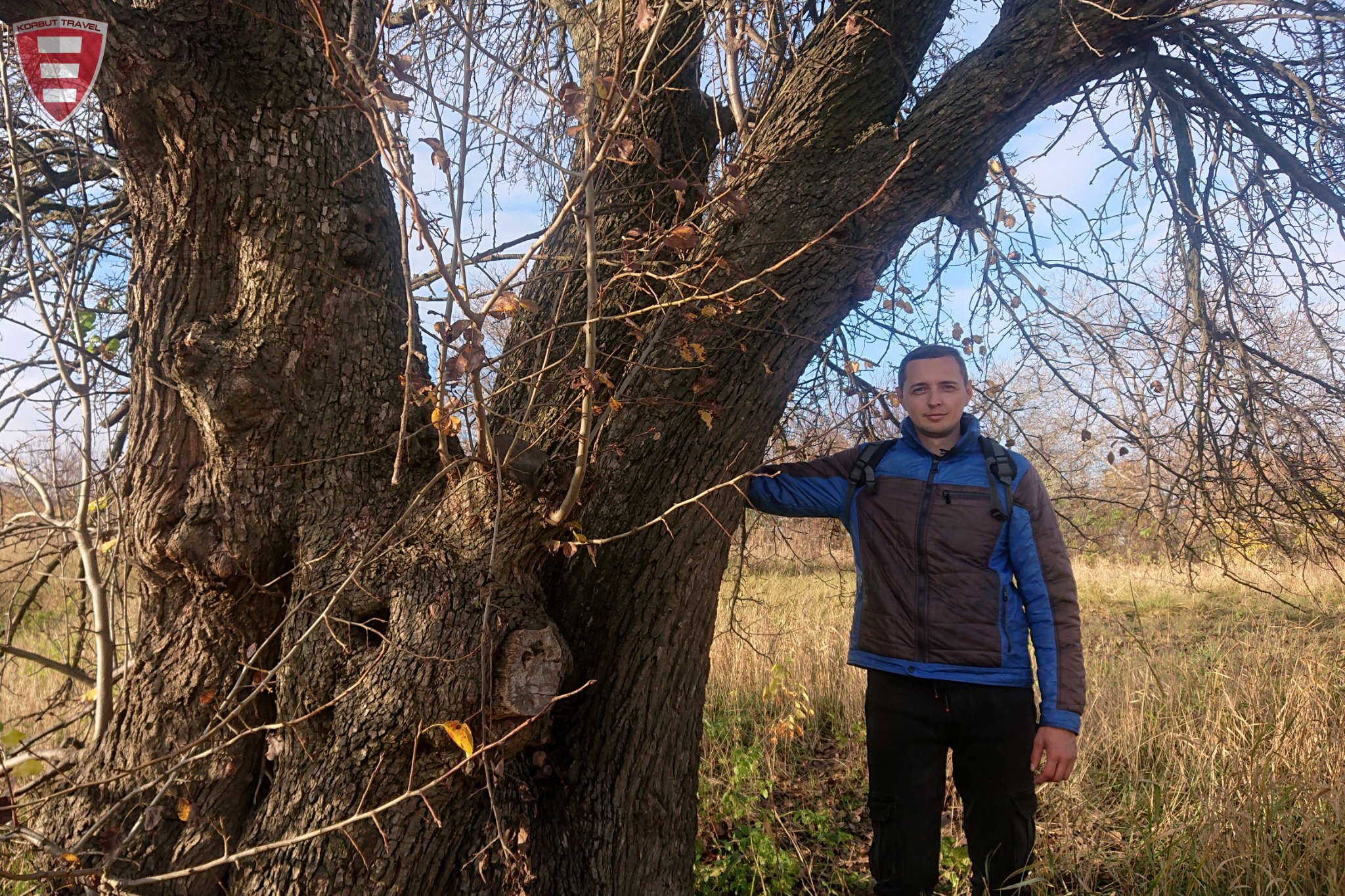 Унікальне природне диво: на Дніпропетровщині заквітло найбільше дерево країни