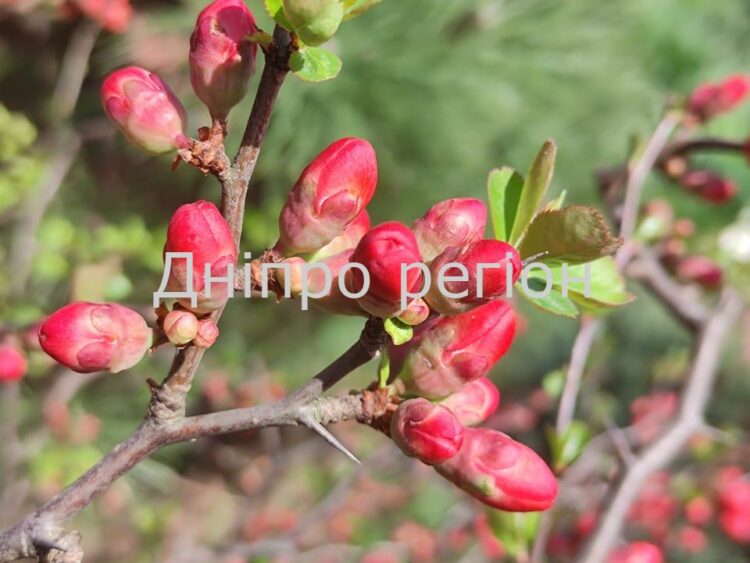 20 квітня – день Георгія та Килини: традиції, прикмети та заборони дня 21 квітня день святих Іродіона та Руфа: що категорично заборонено робити, звичаї та прикмети цього дня