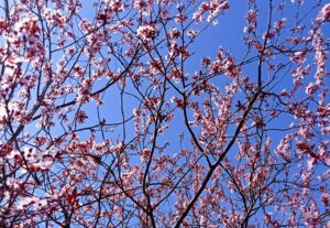 Пориньте у весняну казку: Ботсад ДНУ запрошує на екскурсію 22 квітня
