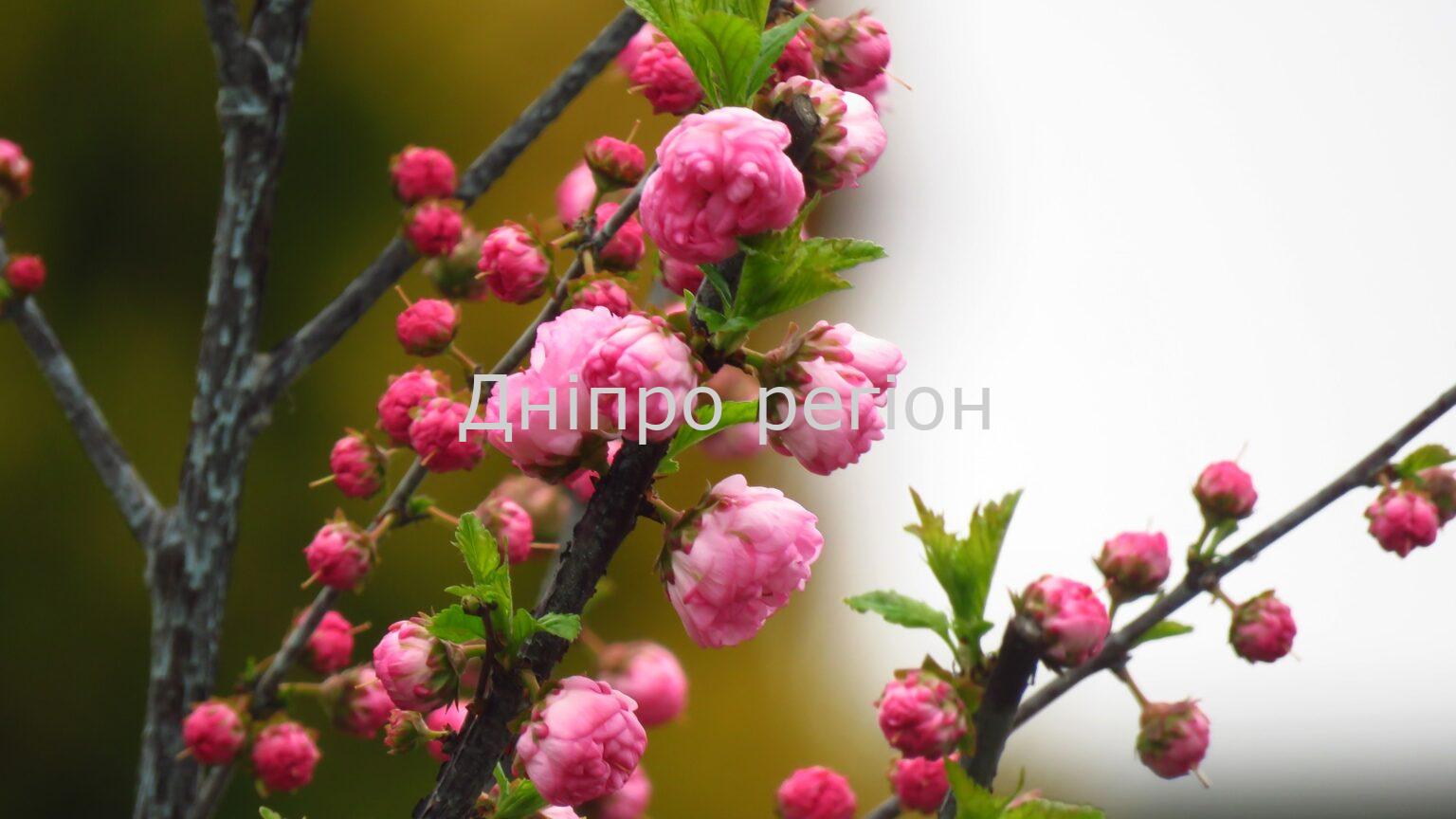 19 квітня Світла середа: що не можна робити в цей день 21 квітня день святих Іродіона та Руфа: що категорично заборонено робити, звичаї та прикмети цього дня