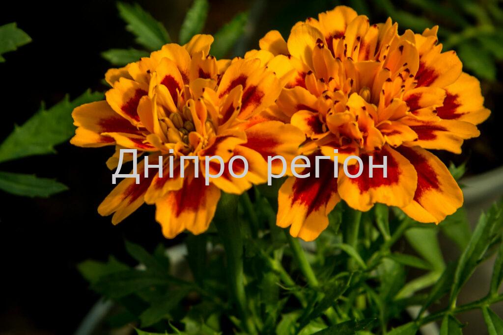 Чорнобривці проти кротів: чотири вагомі причини для посіву квітки Чорнобривці проти кротів: чотири вагомі причини для посіву квітки