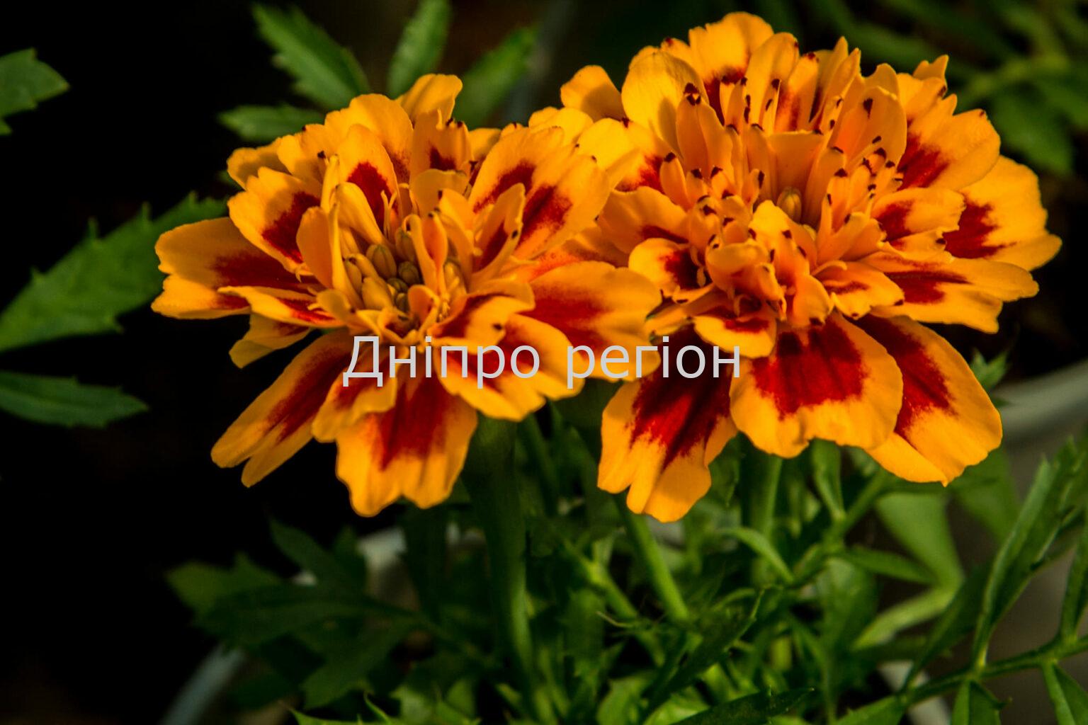 Чорнобривці проти кротів: чотири вагомі причини для посіву квітки Чорнобривці проти кротів: чотири вагомі причини для посіву квітки