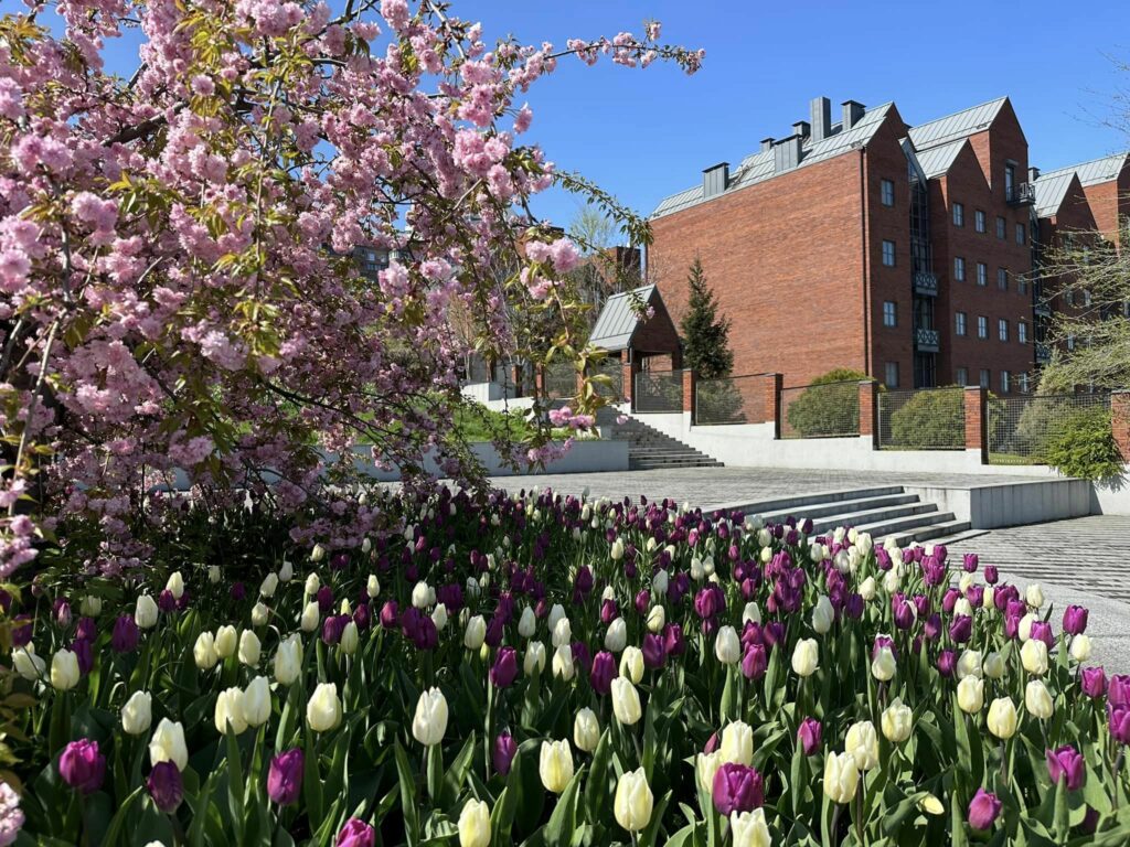 Тюльпани в Дніпрі - Дніпро Регіон