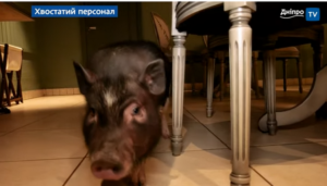 Шанель та Цезарь дарують позитив: у Дніпрі з’явився поросячий ресторан (Відео)