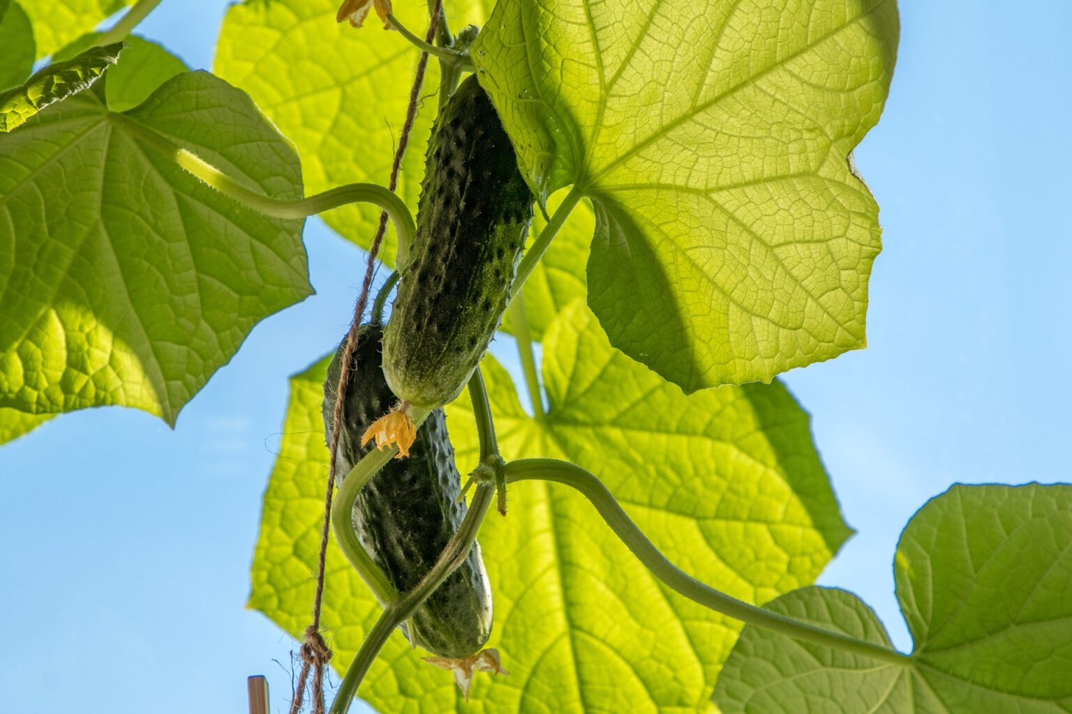 ТОП-5 порад посадки огірка на розсаду: як отримати ранній врожай