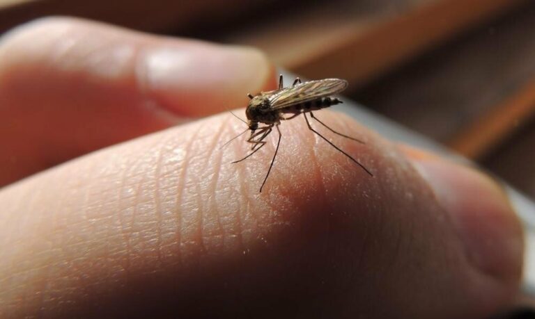 Смерть комарам: які квіти допоможуть позбутися кровопивць у дворі