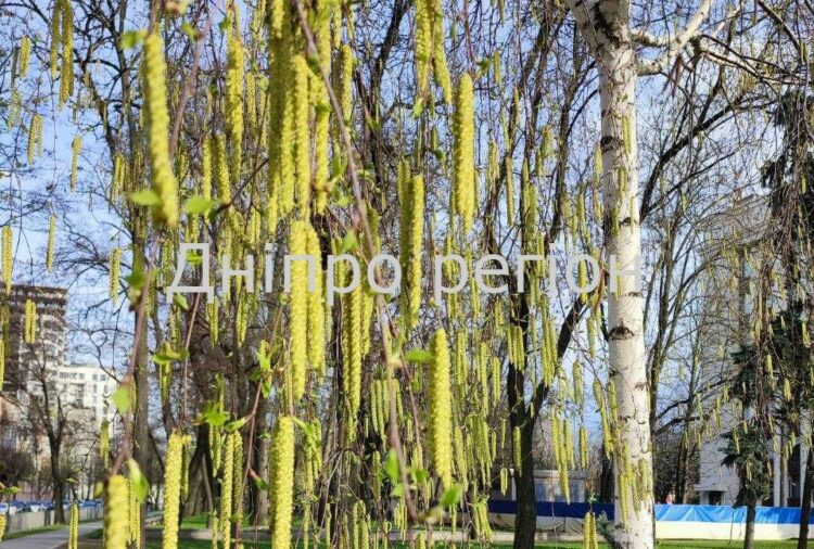 Погода на Великдень в Дніпрі: без опадів, але прохолодно Дерева–талісмани: навіщо обіймати дерева і як вибрати те, що підходить вам