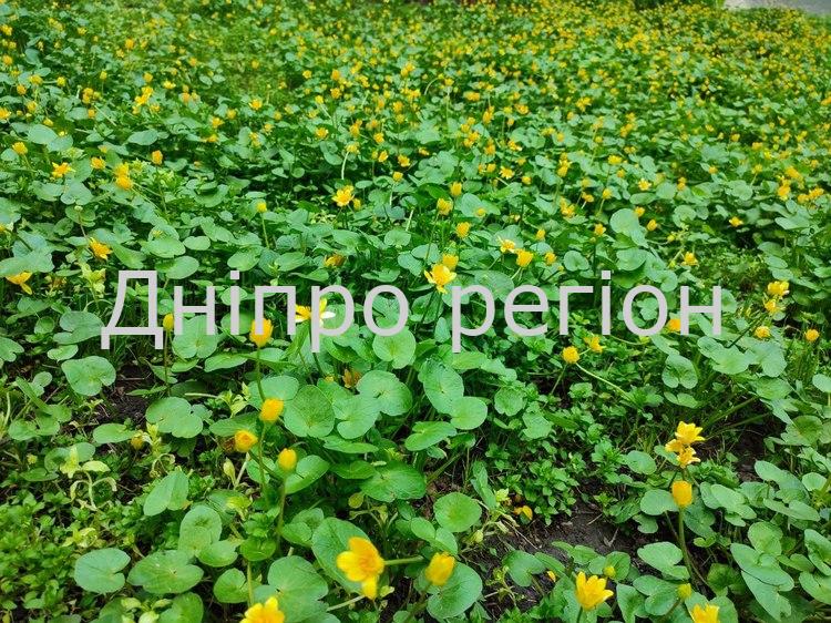 Погода в Дніпрі 13 квітня: дощ і сонце будуть з’ясовувати стосунки увесь день Погода в Дніпрі 13 квітня 2023 - Дніпро Регіон