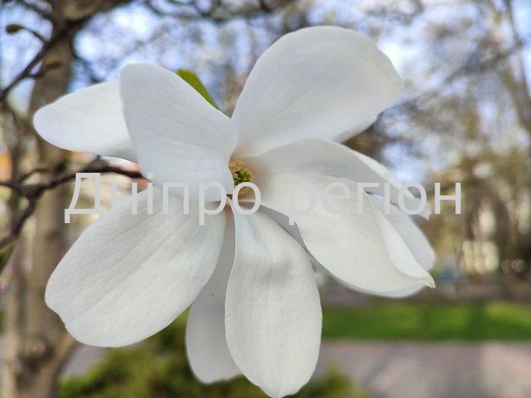 За фото стоїть черга: у Дніпрі зацвіла магнолія, саджанець якої коштує великих грошей (Фото) Магнолія Лебнера Меррілл у сквері Героїв - Дніпро Регіон