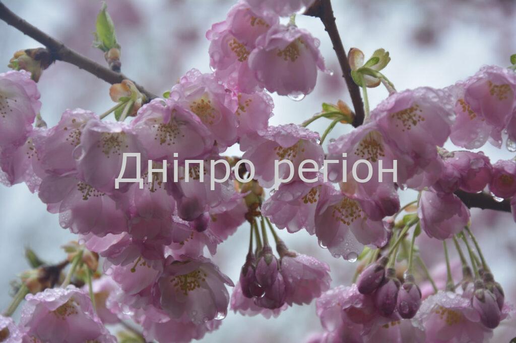 Де в Дніпрі квітнуть сакури Де в Дніпрі квітнуть сакури