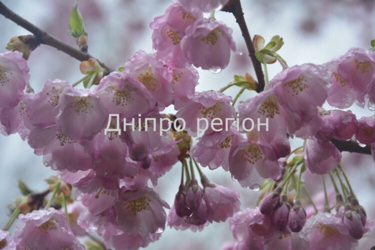 Де в Дніпрі квітнуть сакури