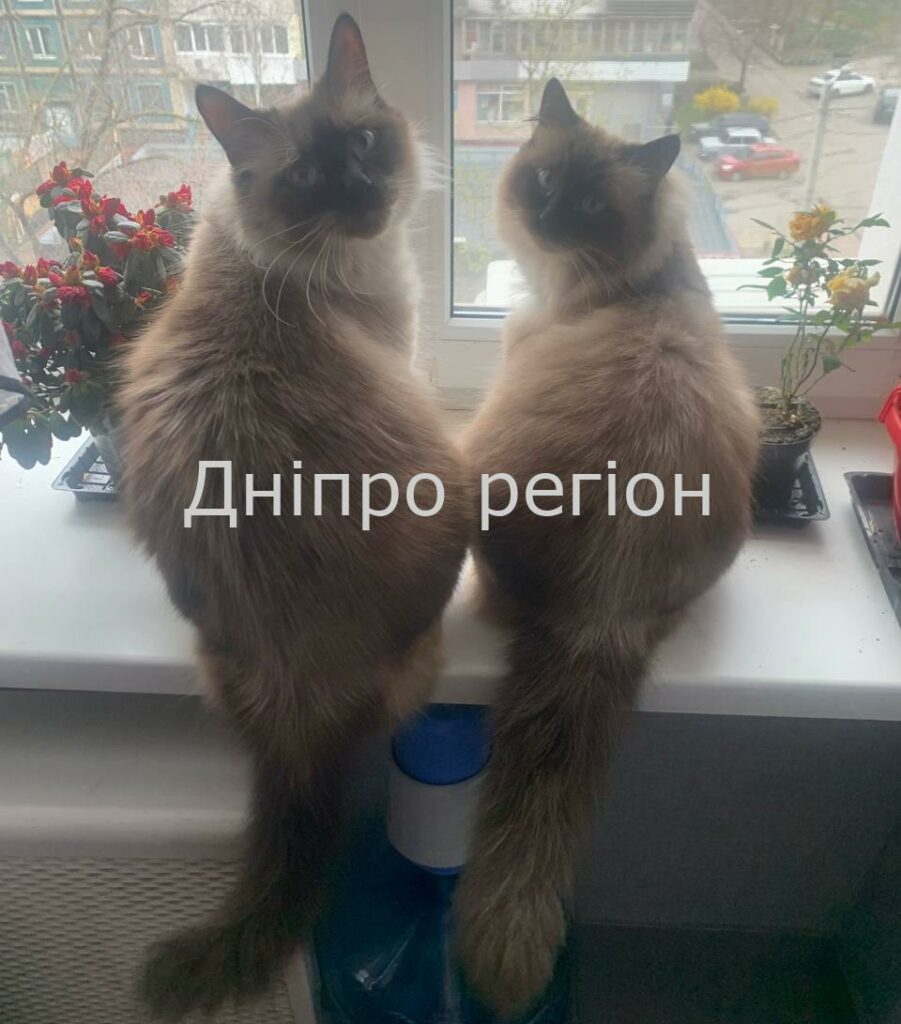 Накличите біду на свою голову: що не можна тримати на підвіконні