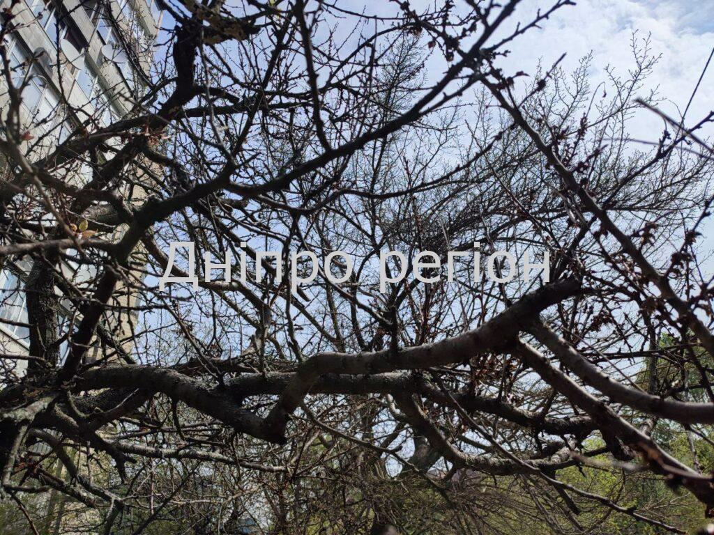 Чорні дерева з фільму жахів: у Дніпрі масово «згоріли» абрикоси (Фото) У Дніпрі «згоріли» абрикоси - Дніпро Регіон