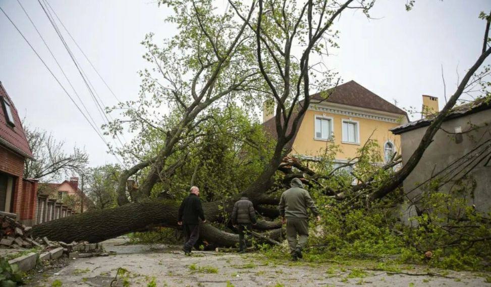 Впало гігантське дерево Лізи Чайкіної - Дніпро Регіон