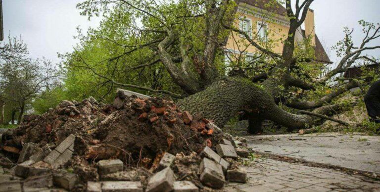 Впало гігантське дерево Лізи Чайкіної - Дніпро Регіон