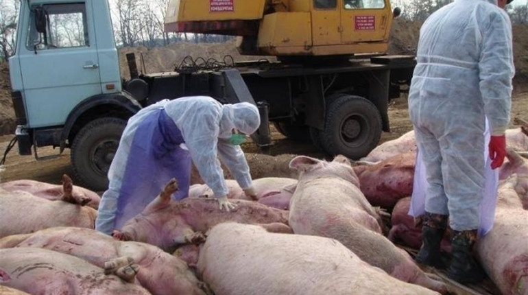 Африканська чума свиней в Орловщині - Дніпро Регіон