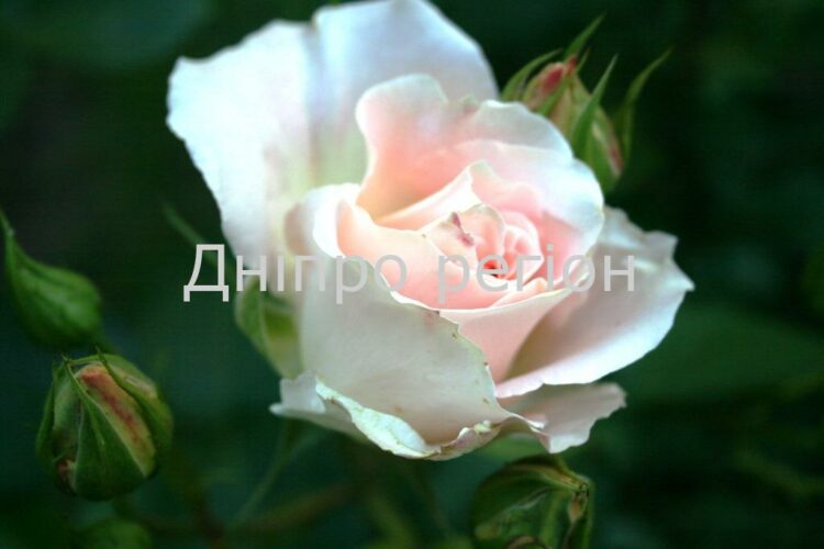 Гороскоп на тиждень 22-28 травня 2023: Левам– винагорода, Дівам – кар′єрний зріст Гороскоп на тиждень 22-28 травня 2023: Левам– винагорода, Дівам – кар′єрний зріст