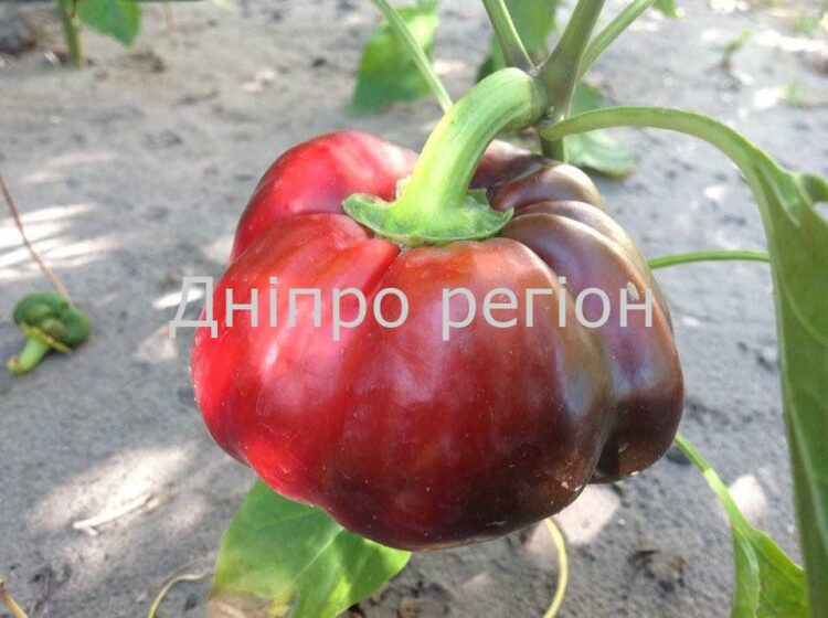 Втратите врожай: з якими рослинами поруч не можна висаджувати перець Втратите врожай: з якими рослинами поруч не можна висаджувати перець