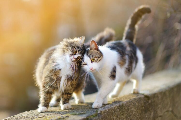 Чому кішки «бодаються» і труться об людину: секрети котячої мови
