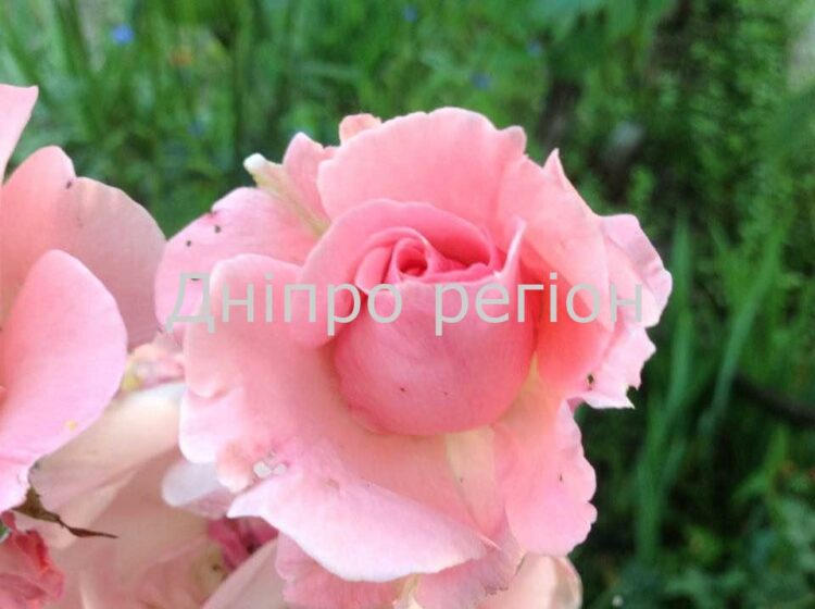 Чудо розчин для троянд: сад перетвориться на пишний квітник Чудо розчин для троянд: сад перетвориться на пишний квітник