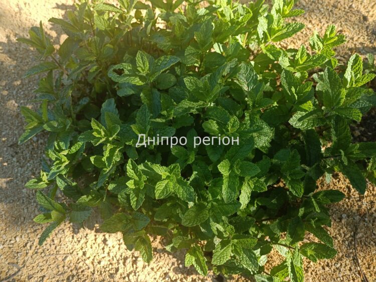 Аптечка на городі: ТОП пряних та корисних трав, які потрібно посадити на ділянці