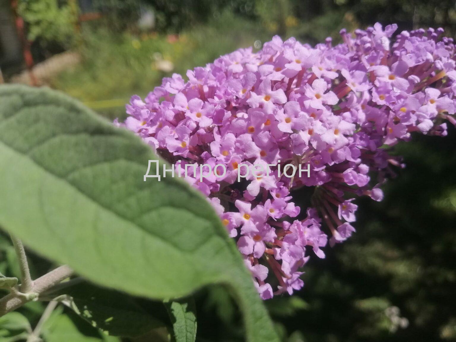 17 травня – день Пелагії-Заступниці: прикмети, традиції та що категорично заборонено робити 17 травня – день Пелагії-Заступниці: прикмети, традиції та що категорично заборонено робити