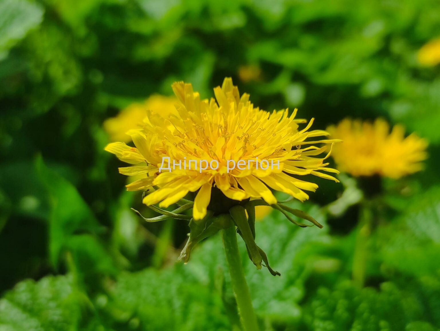 Сезон кульбаб: як приготувати варення та у чому його користь 13 травня – день Теплого Якова: прикмети, традиції та що категорично заборонено робити