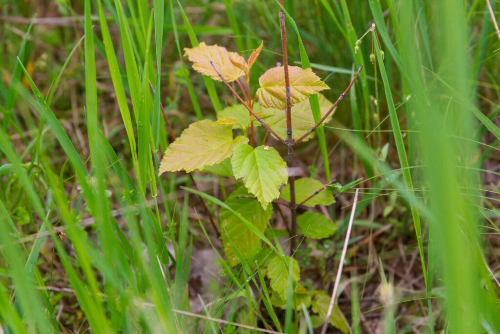Всупереч війні і обстрілам: у Нікопольському районі місцевий житель висадив більше 100 молодих дерев