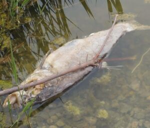 Мертві товстолобики лежать на березі і плавають у воді: на Дніпропетровщині зафіксували мор риби