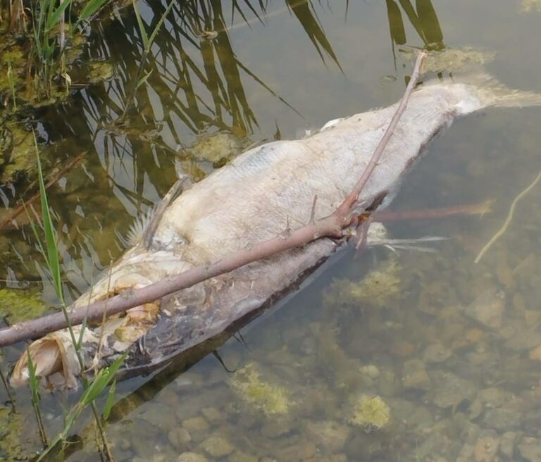 Мор риби Жовті Води - Дніпро Регіон