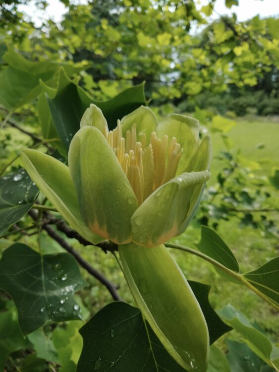 Нарешті розквітло: у Ботанічному саду Дніпра розпустилося тюльпанове дерево (ФОТО)