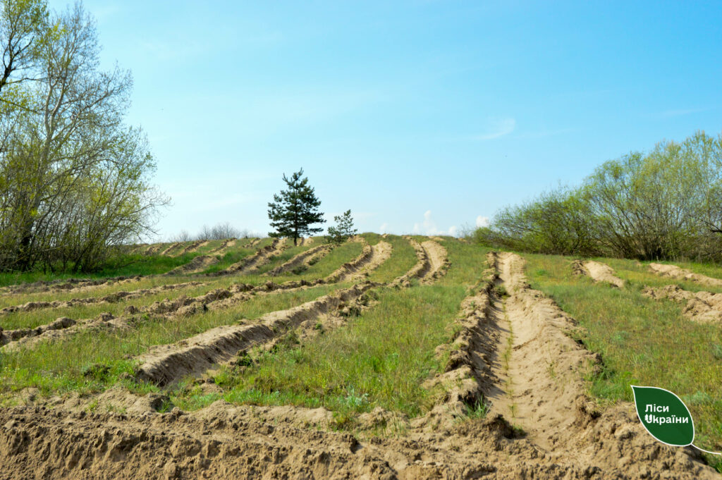 Рекордна висадку лісу на Дніпропетровщині - Дніпро Регіон
