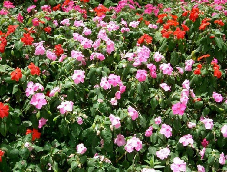 Квіти- агресори: ні в якому разі не садіть на дачі чи городі