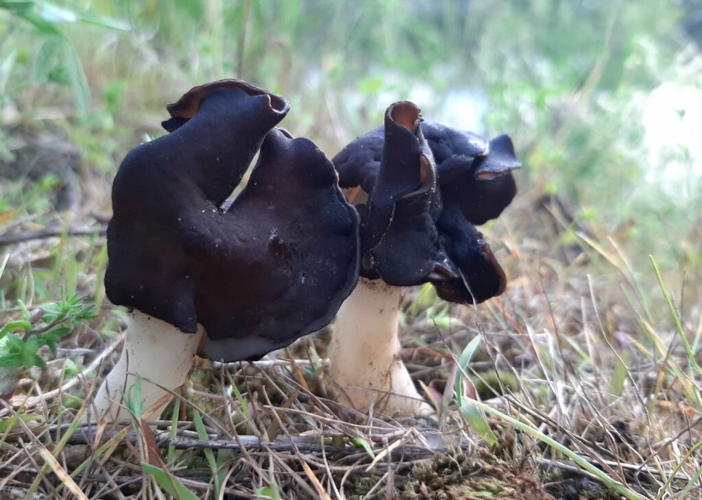 Гельвела монашка: на березі Дніпра знайшли червонокнижні гриби (фото)