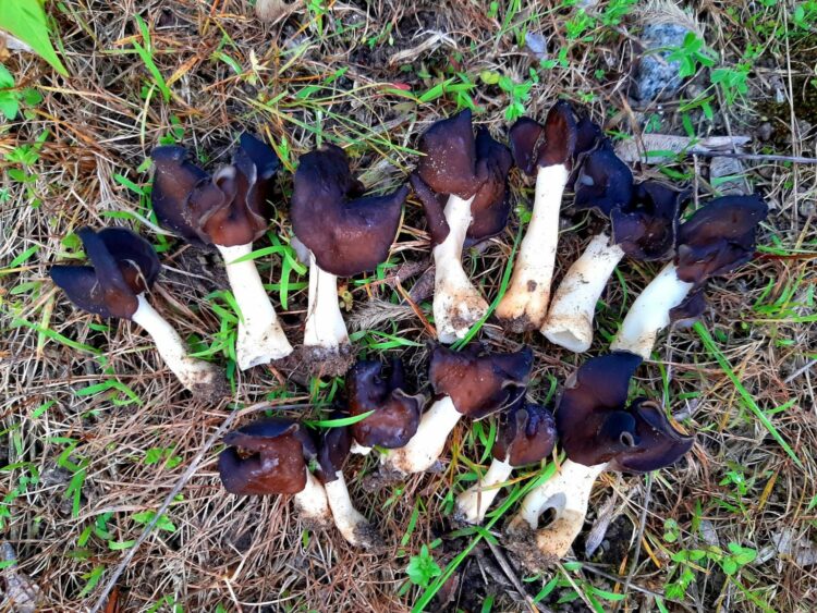 Гельвела монашка: на березі Дніпра знайшли червонокнижні гриби (фото)